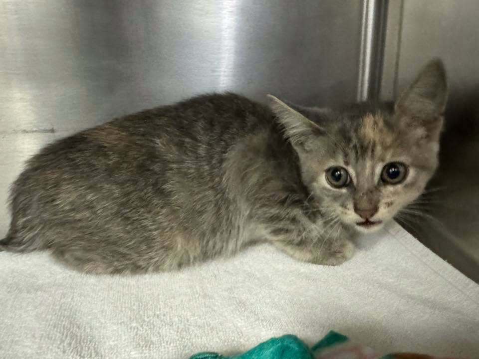 Kurtarılan kedi için Honda'nın ön kısmını söktüler